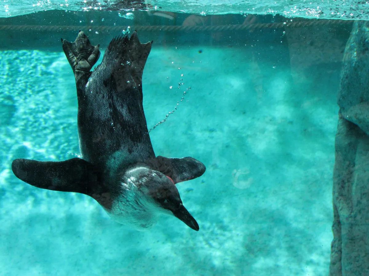 Seneca Park Zoo