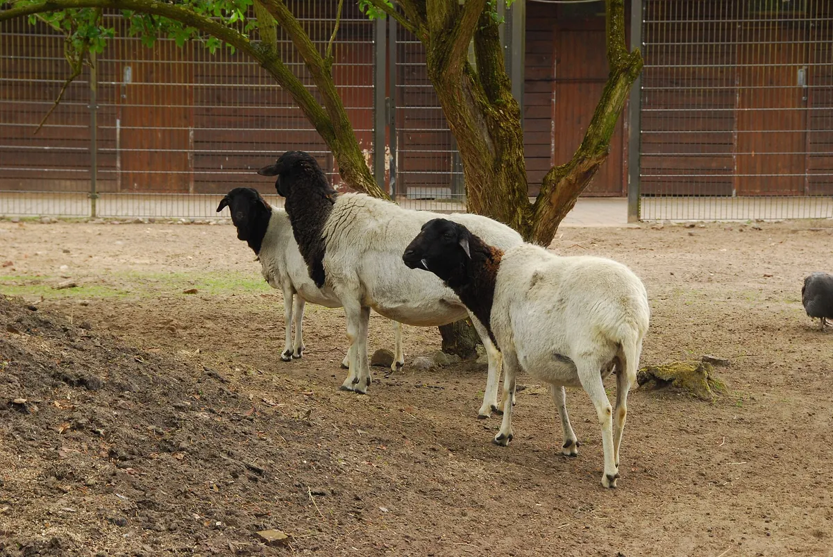 Tierpark Ueckermünde