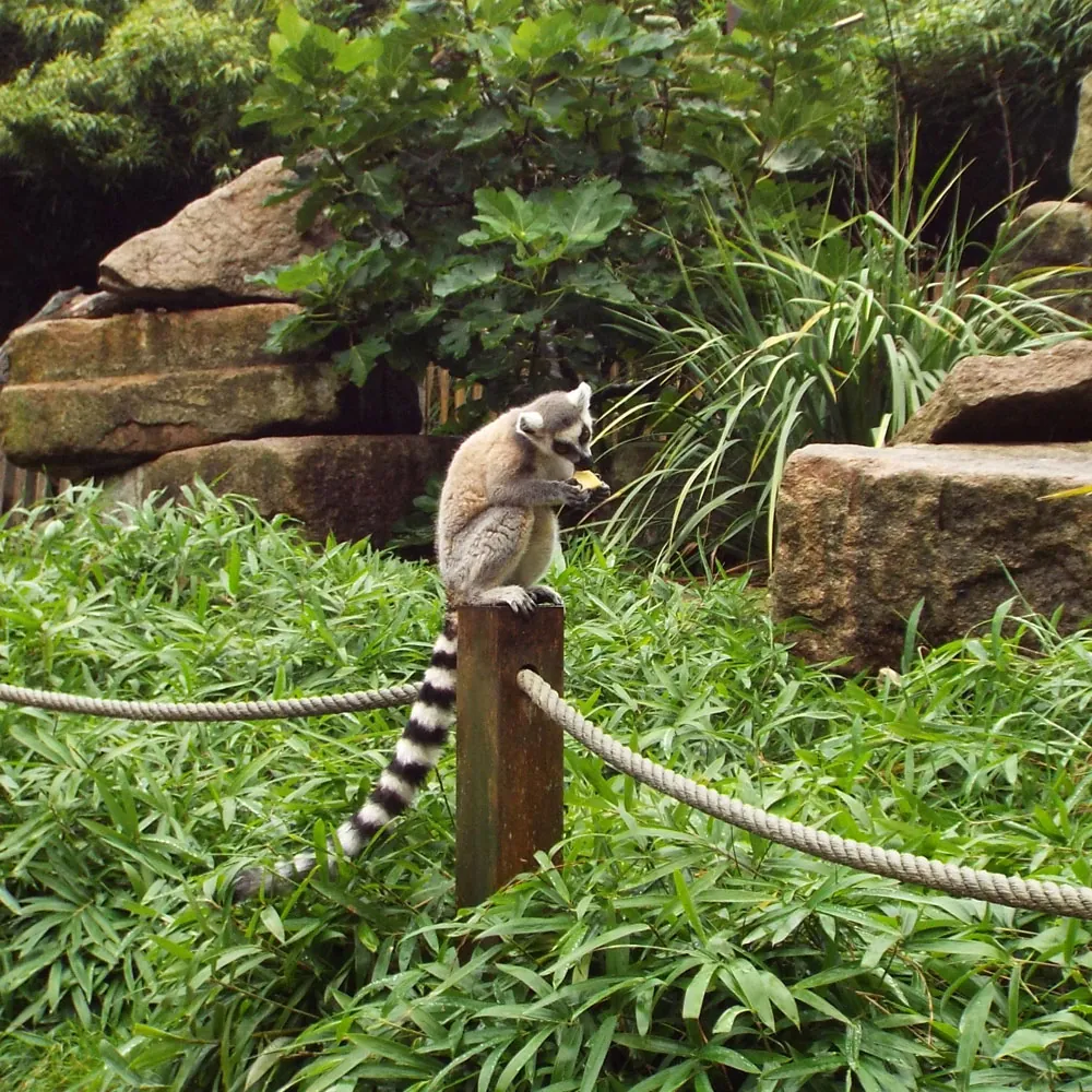 Asson Zoo