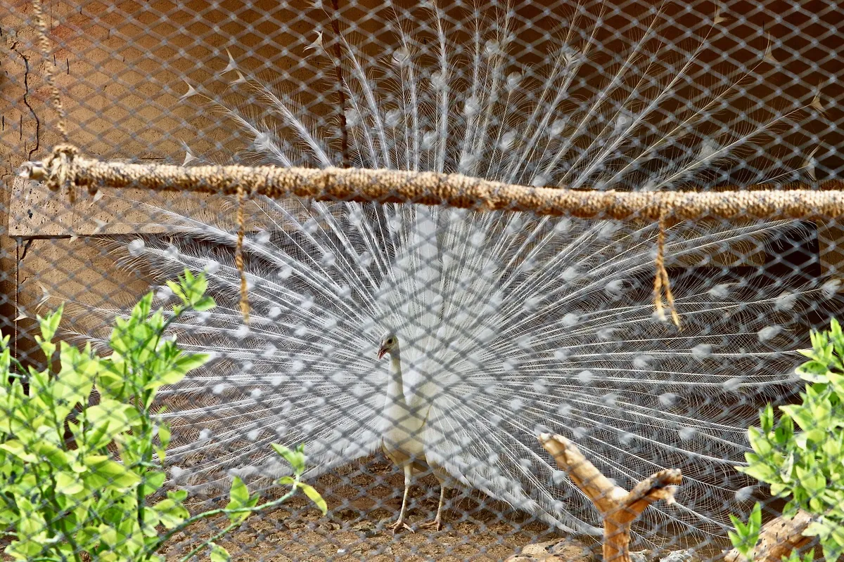 Sri Venkateswara Zoological Park