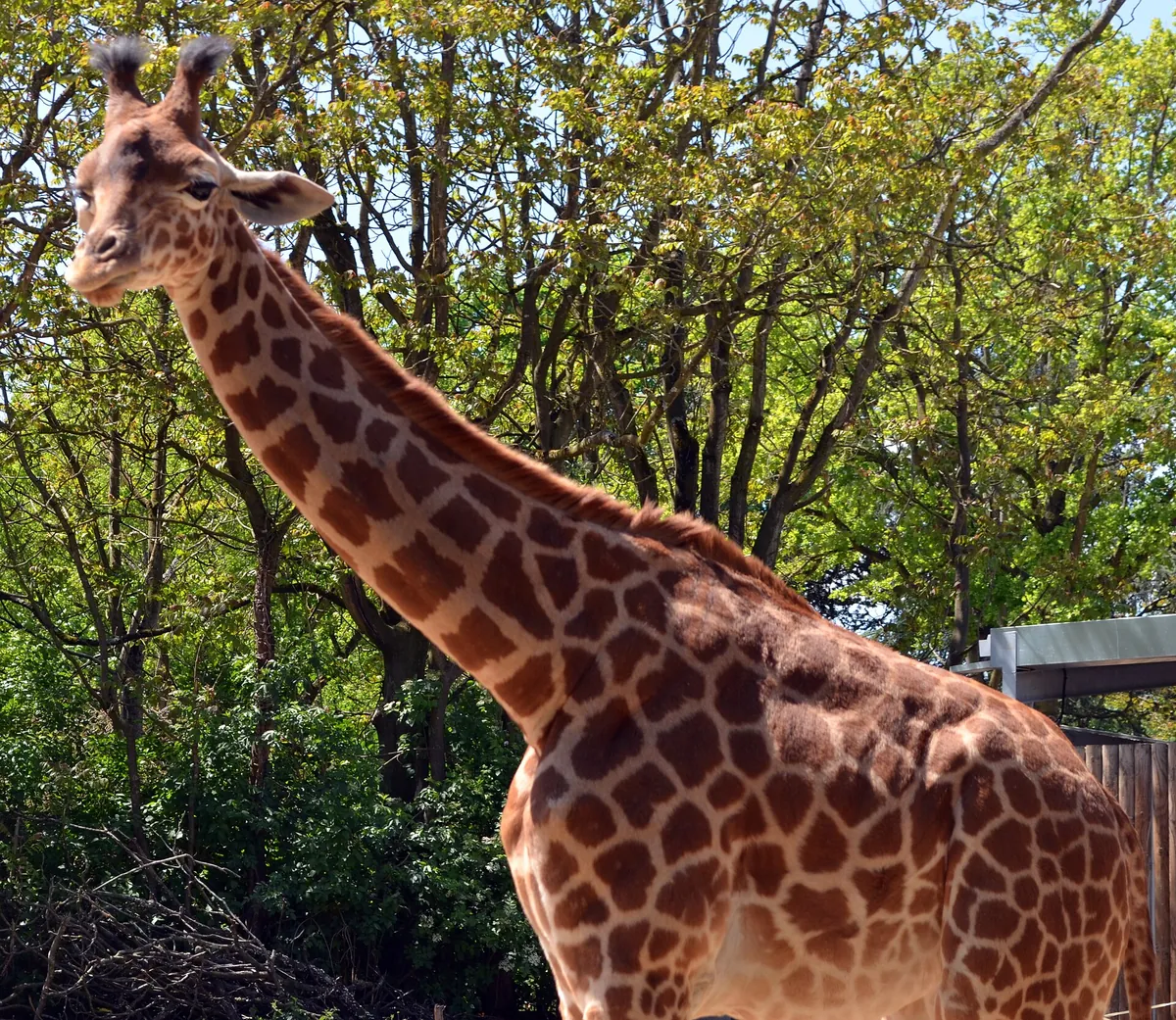 Touroparc Zoo