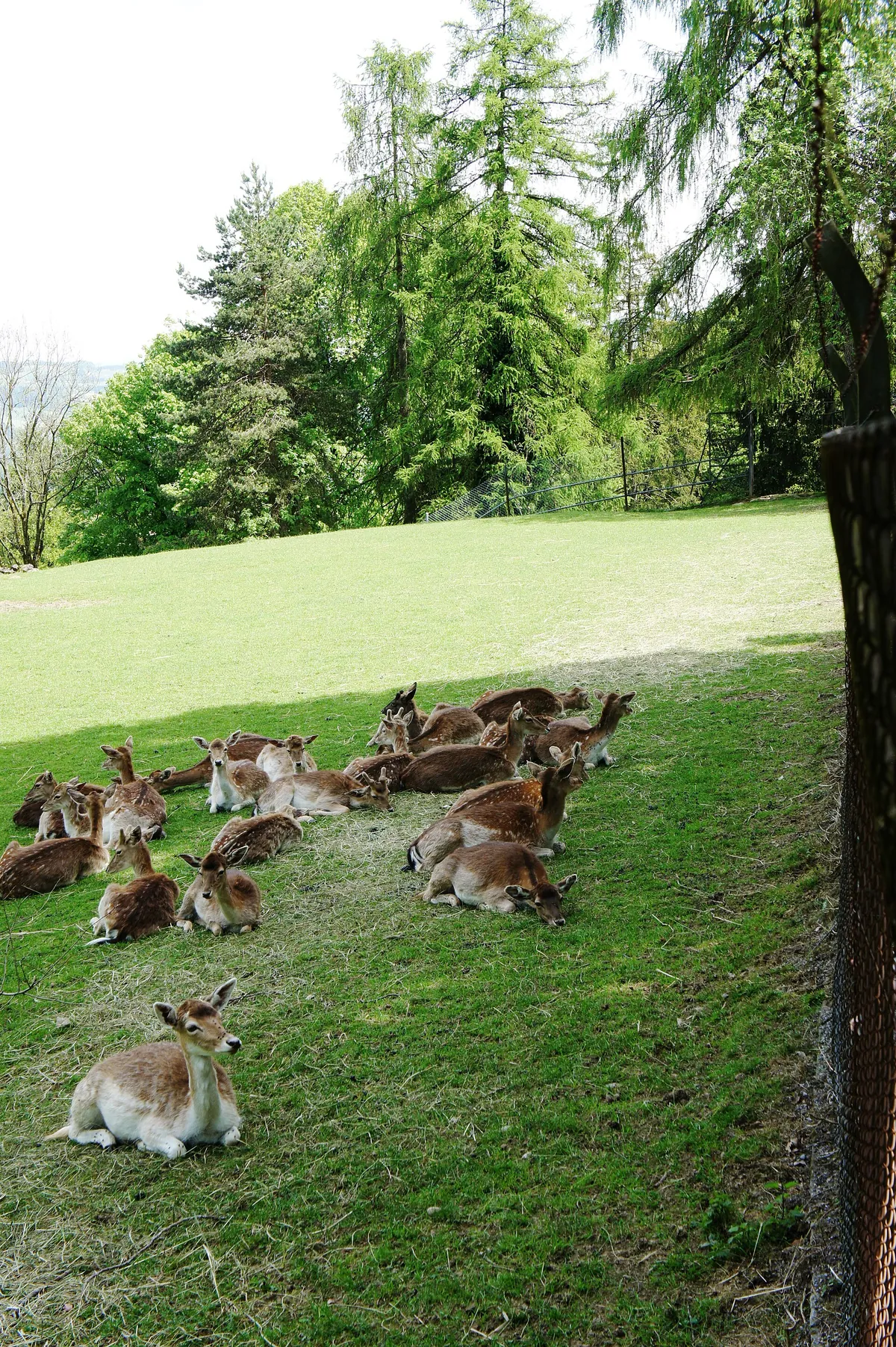 Wildpark Peter und Paul
