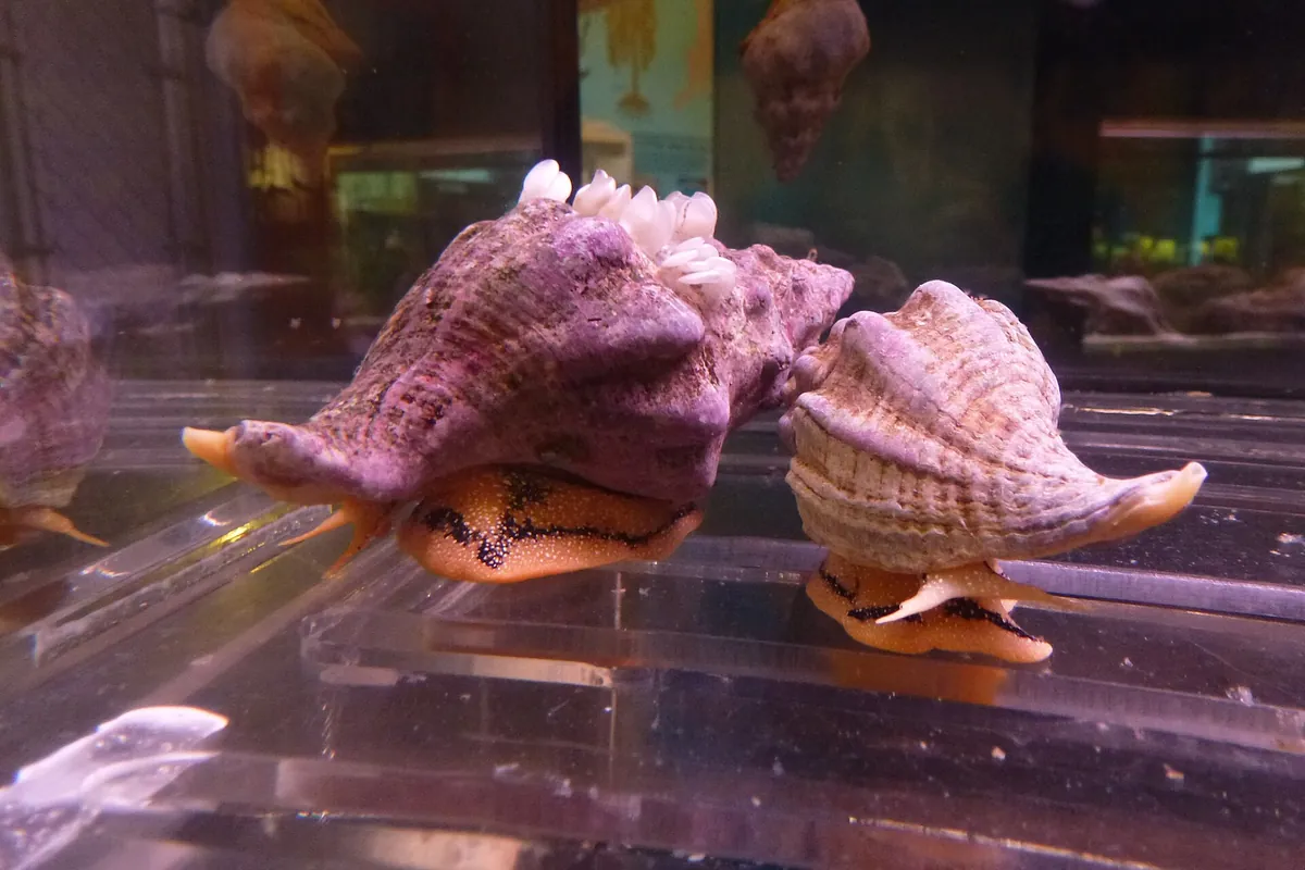 Cabrillo Marine Aquarium