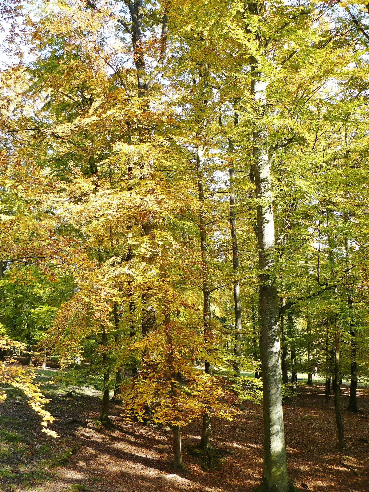 Wildparadies Tripsdrill