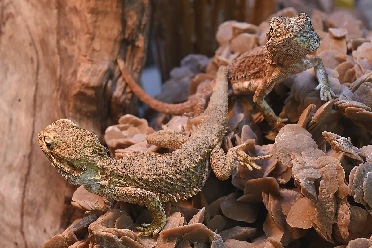 TerraZoo Rheinberg