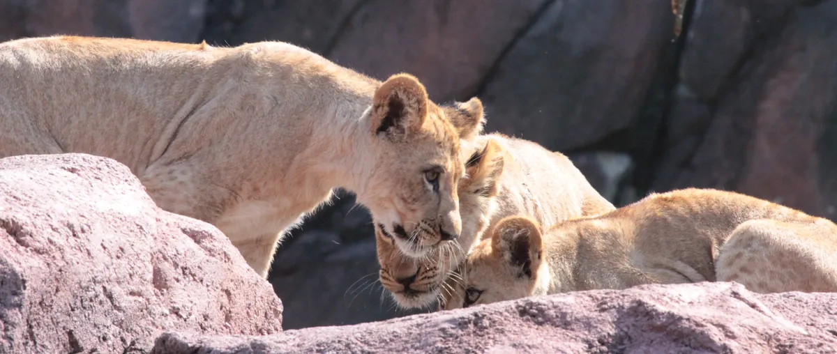 Virginia Zoological Park