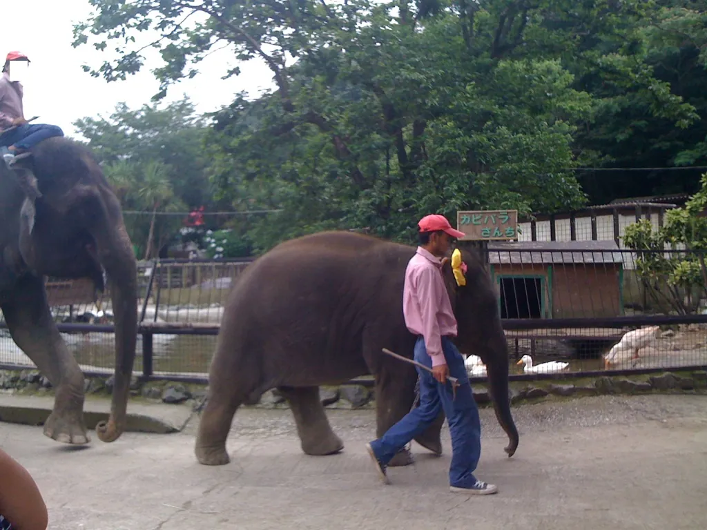 Ichihara Elephant Kingdom