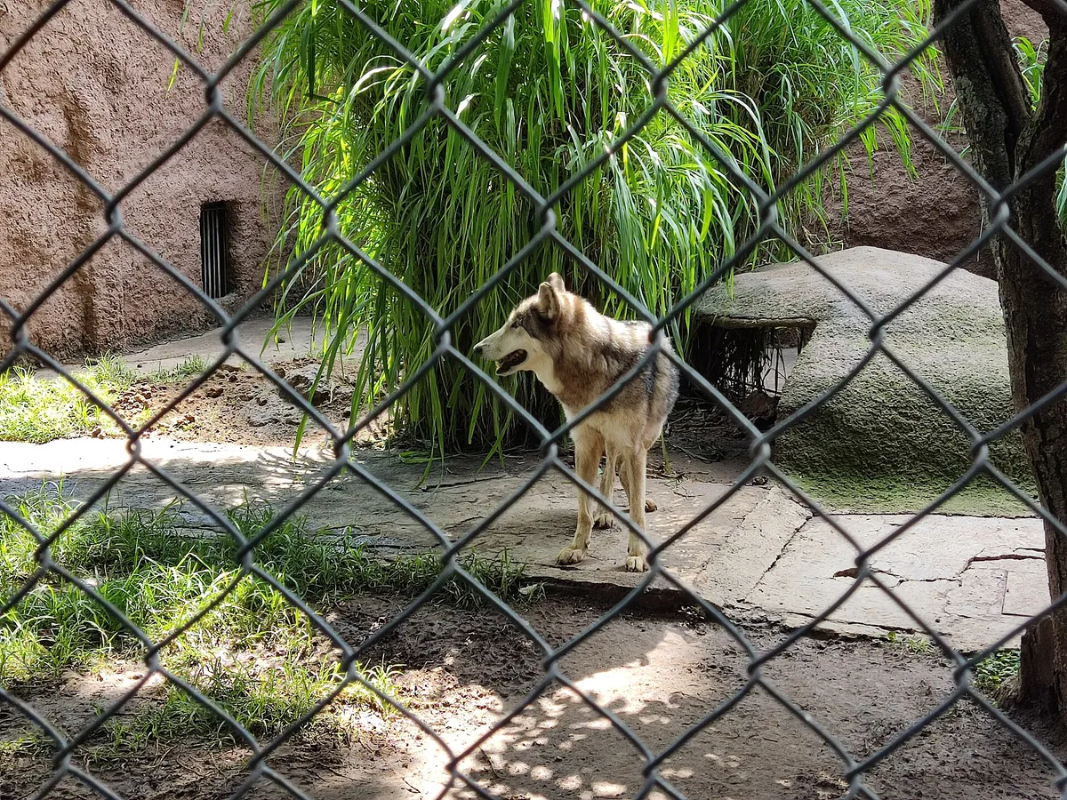 Zoológico Benito Juárez