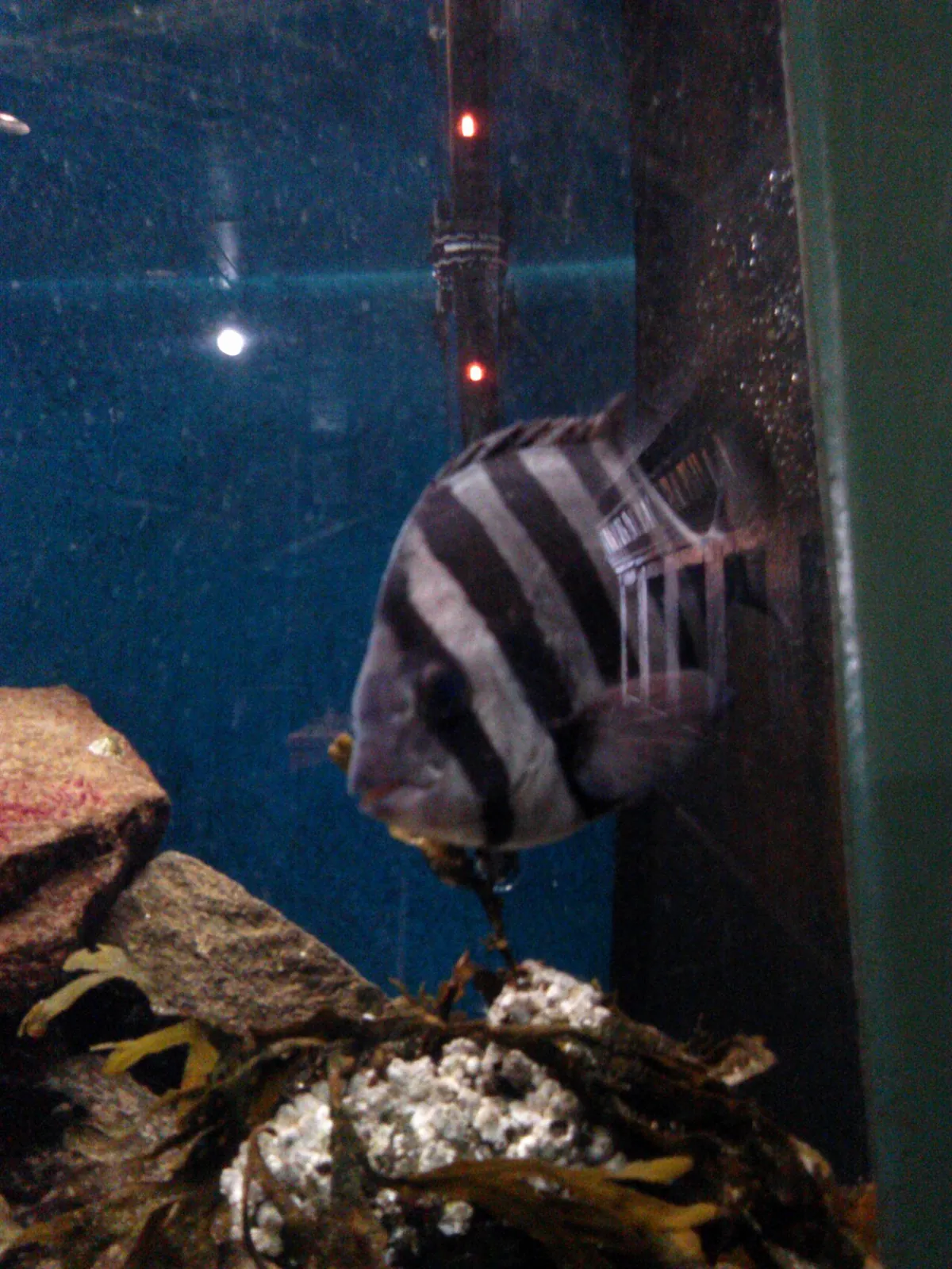 Seaside Aquarium