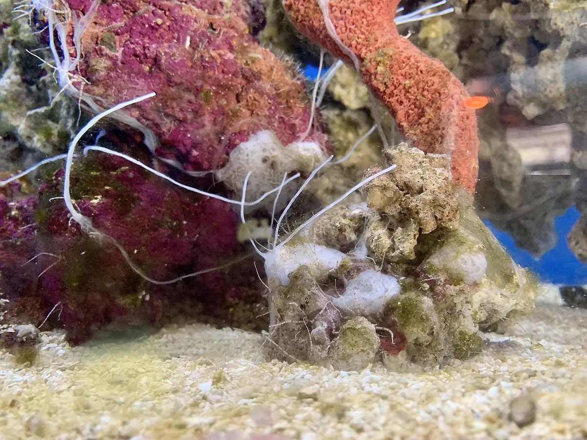 Birch Aquarium at Scripps