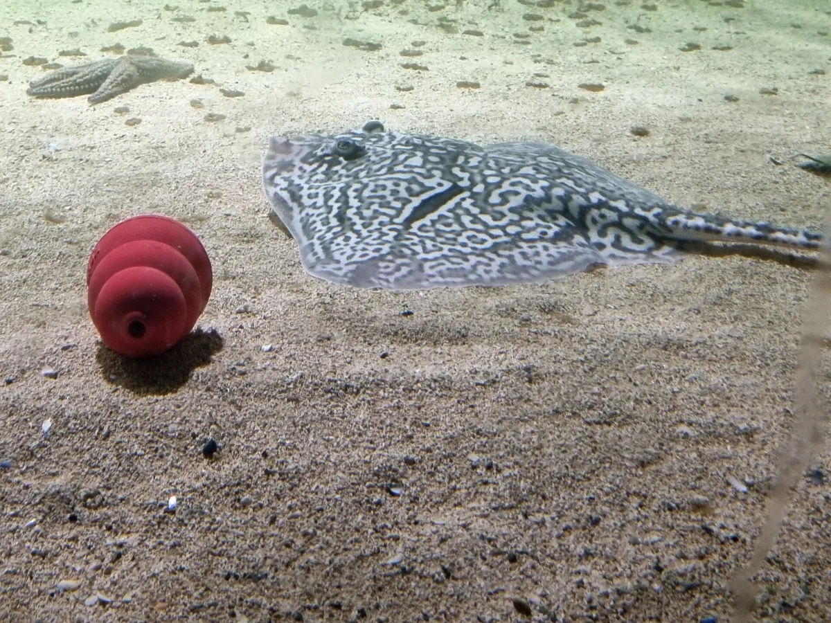 Galway Atlantaquaria