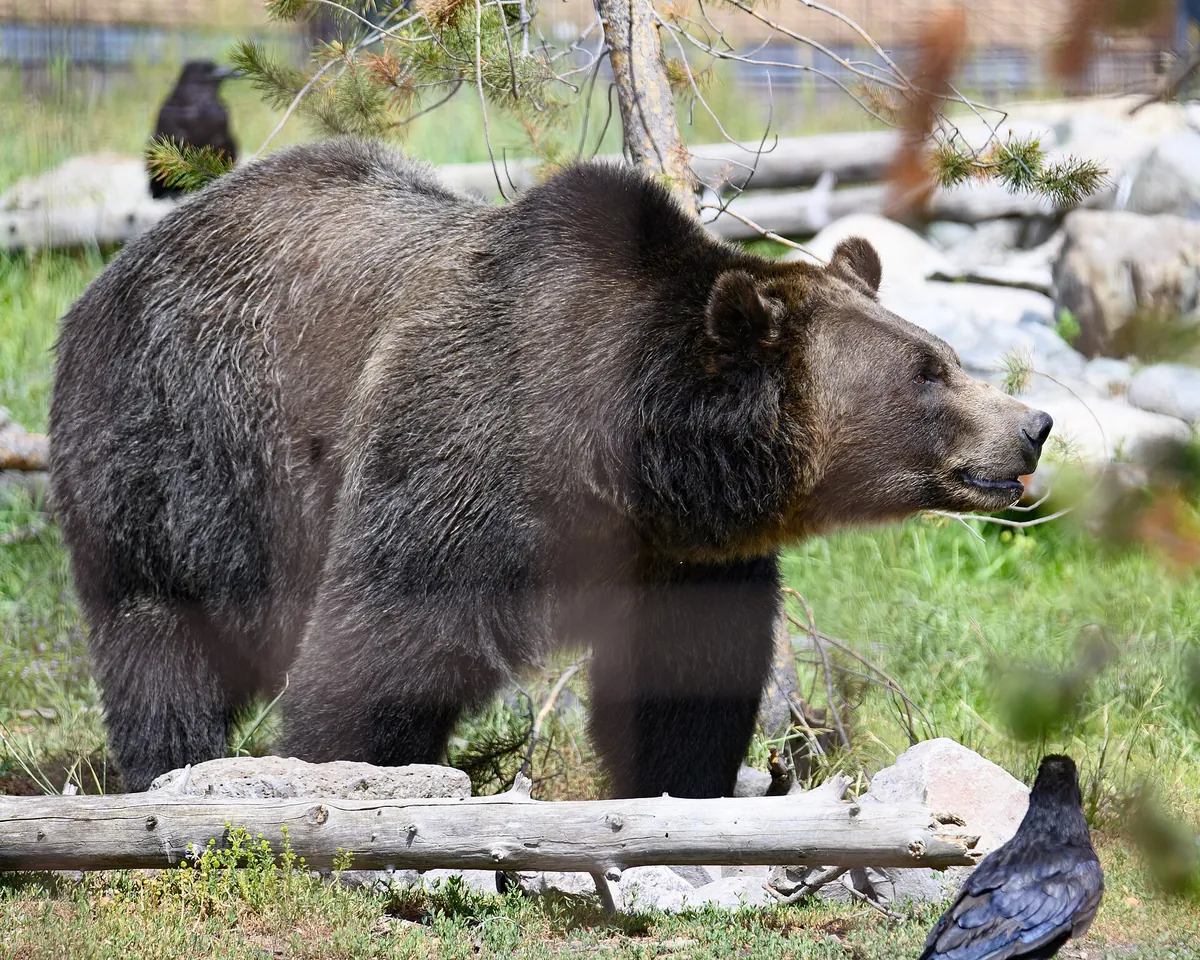 Grizzly & Wolf Discovery Center