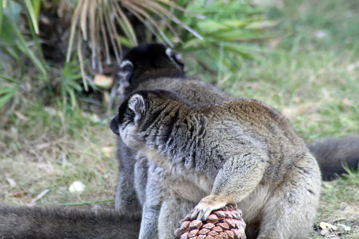 Labenne's zoo