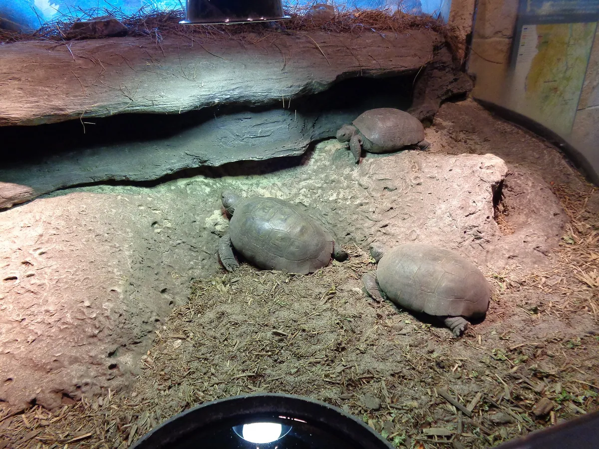 Flint RiverQuarium