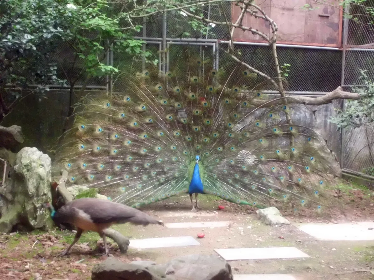 Hangzhou Zoo