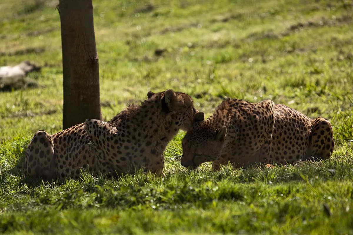Hamilton Zoo