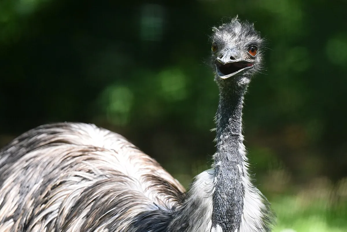 Zoo de Servion