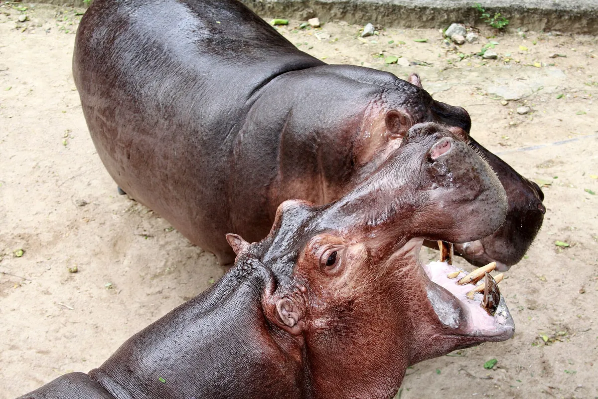 Khao Kheow Open Zoo