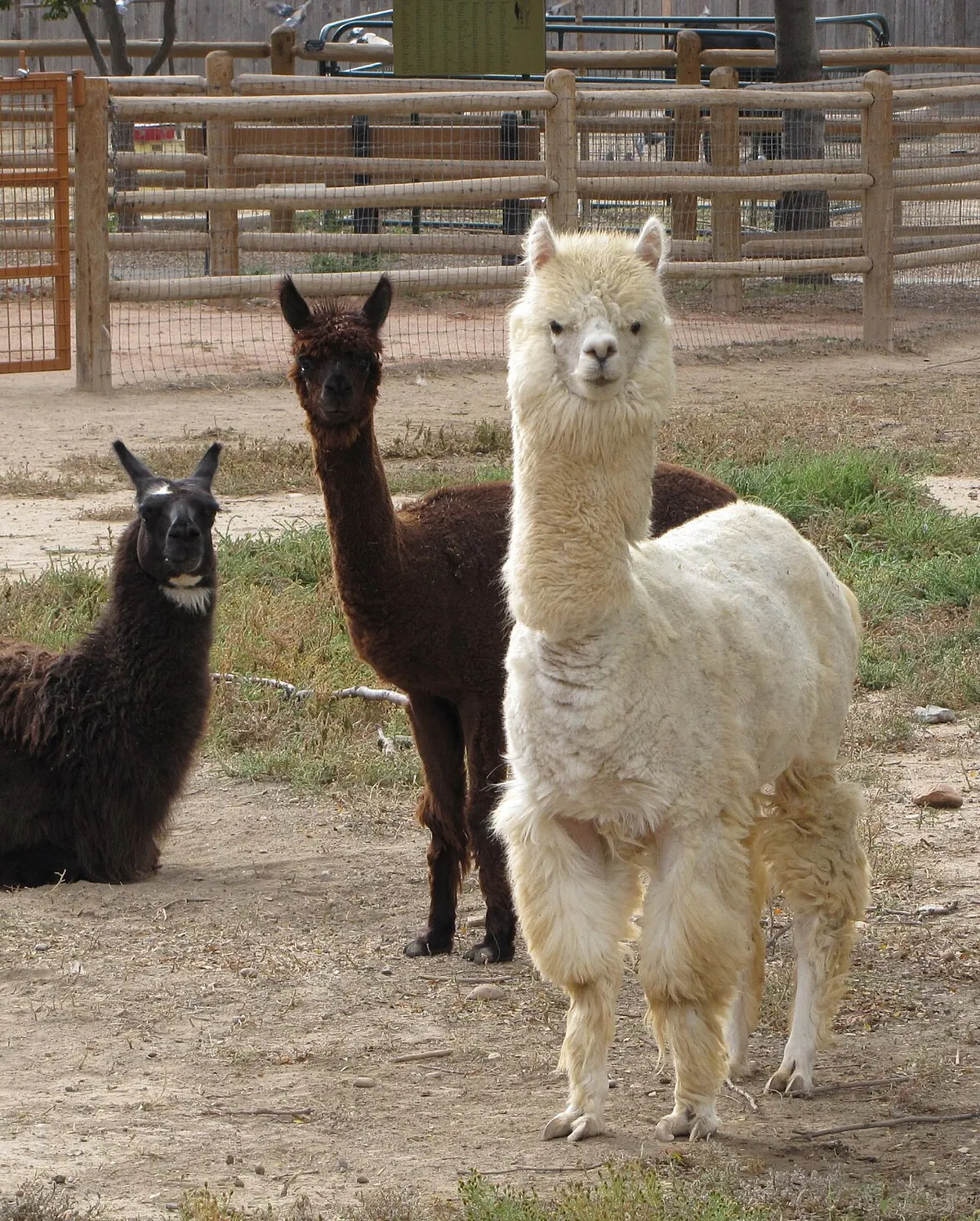 Pueblo Zoo