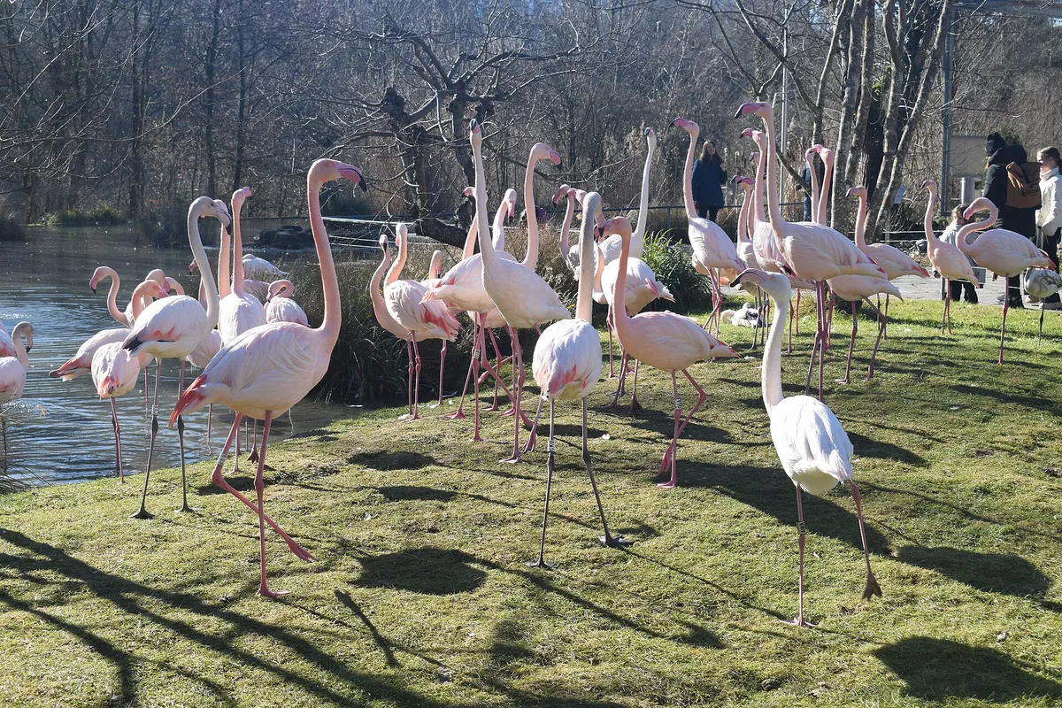 Tierpark Dählhölzli