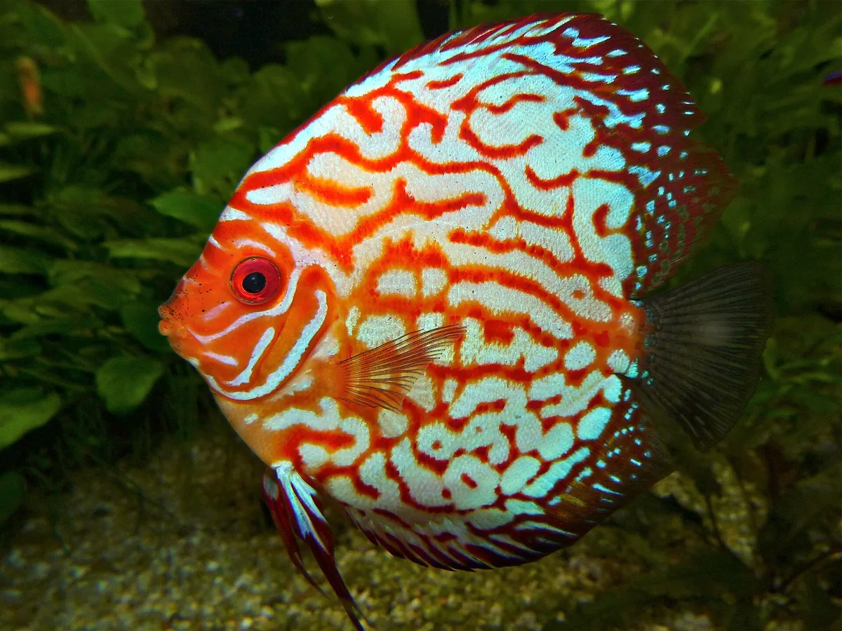 Grand Aquarium de Touraine