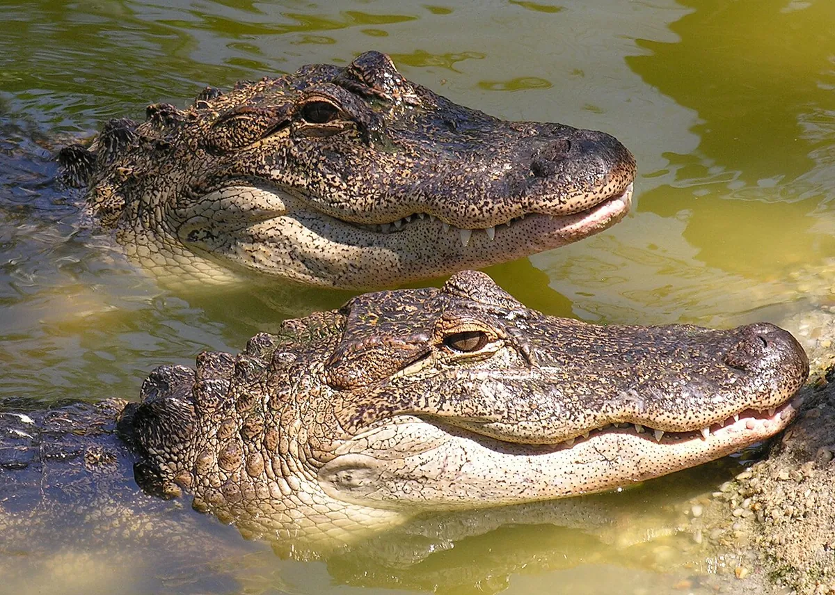Gulf Breeze Zoo