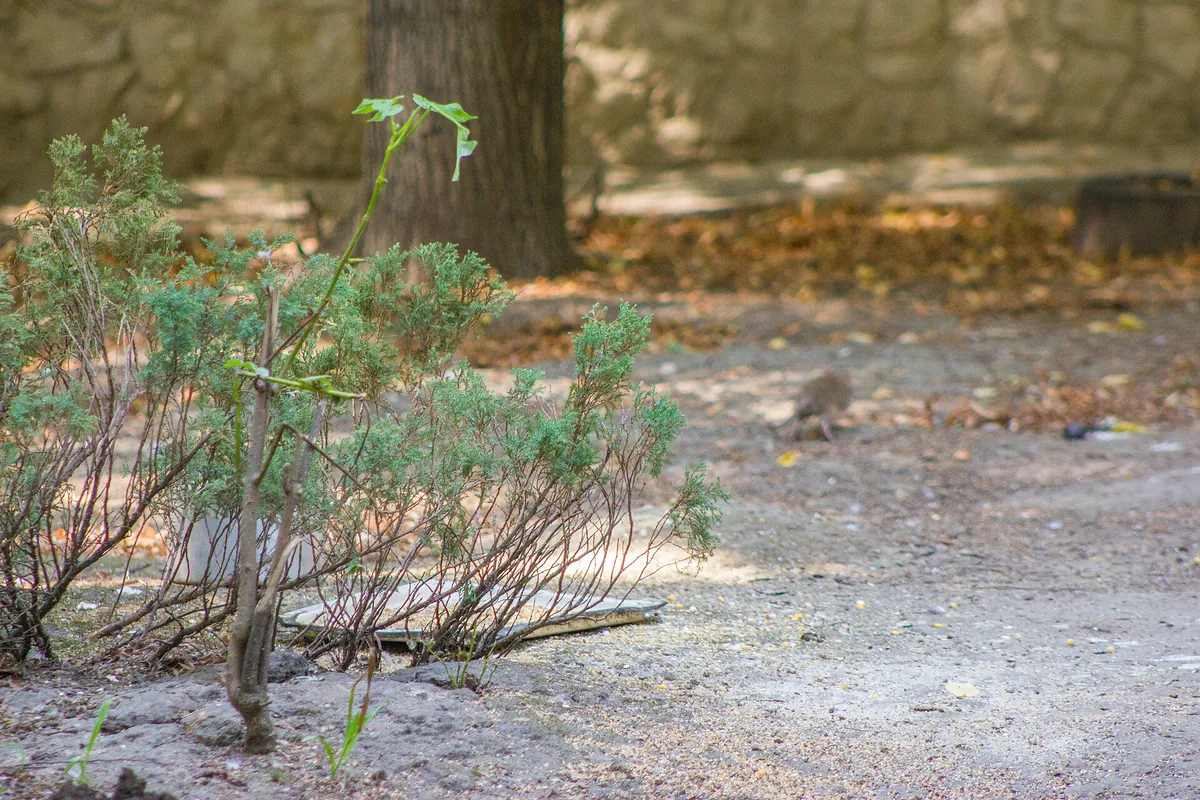Chișinău Zoo