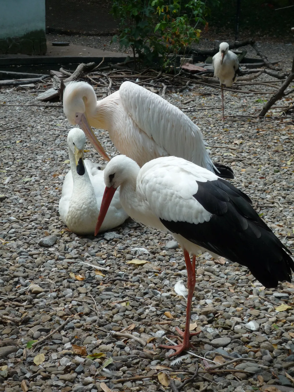 Lovech Zoo