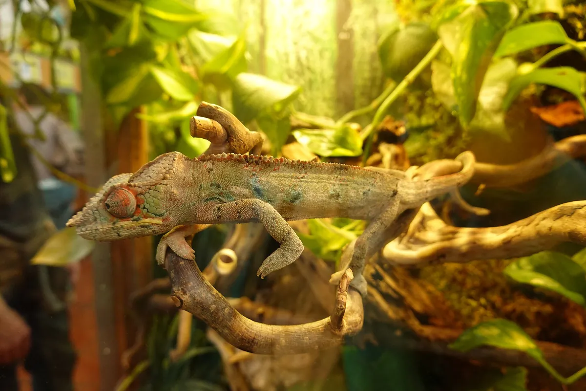 Happ's Reptilienzoo