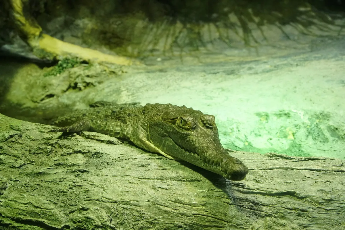 North Carolina Aquarium at Pine Knoll Shores