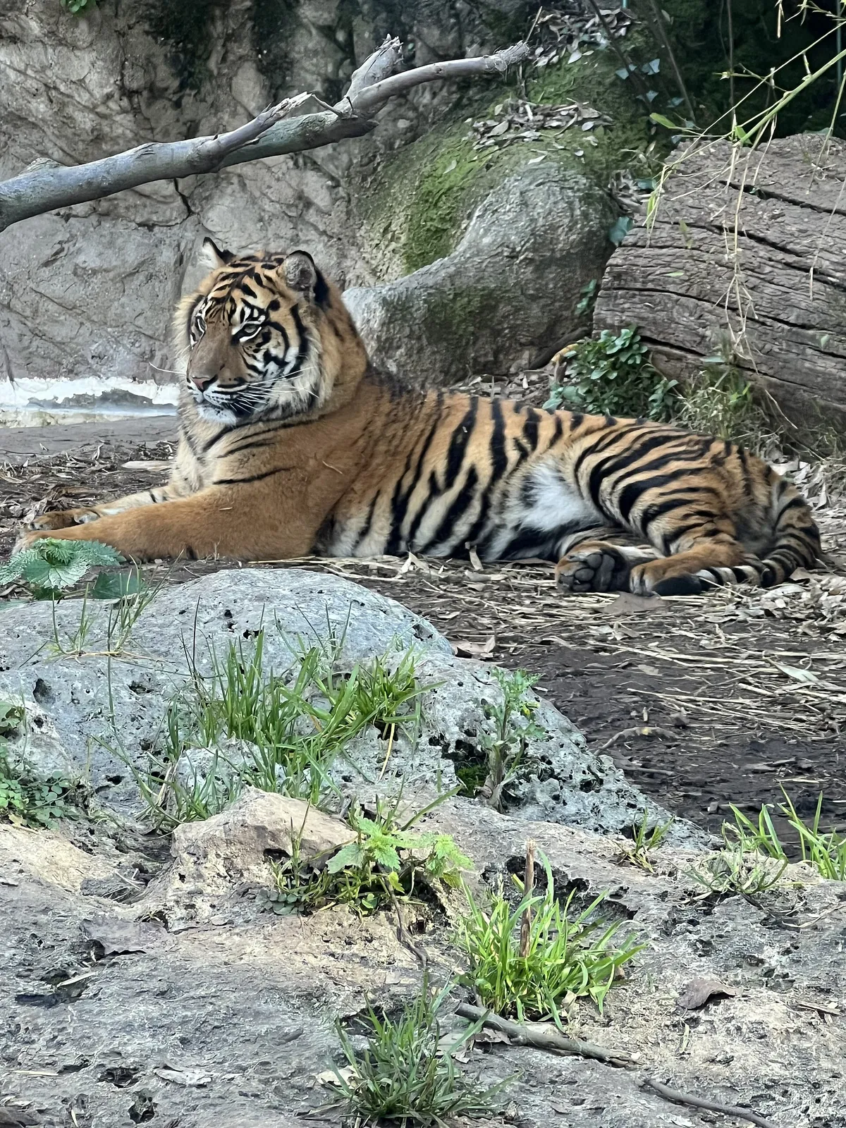 Fondazione Bioparco di Roma