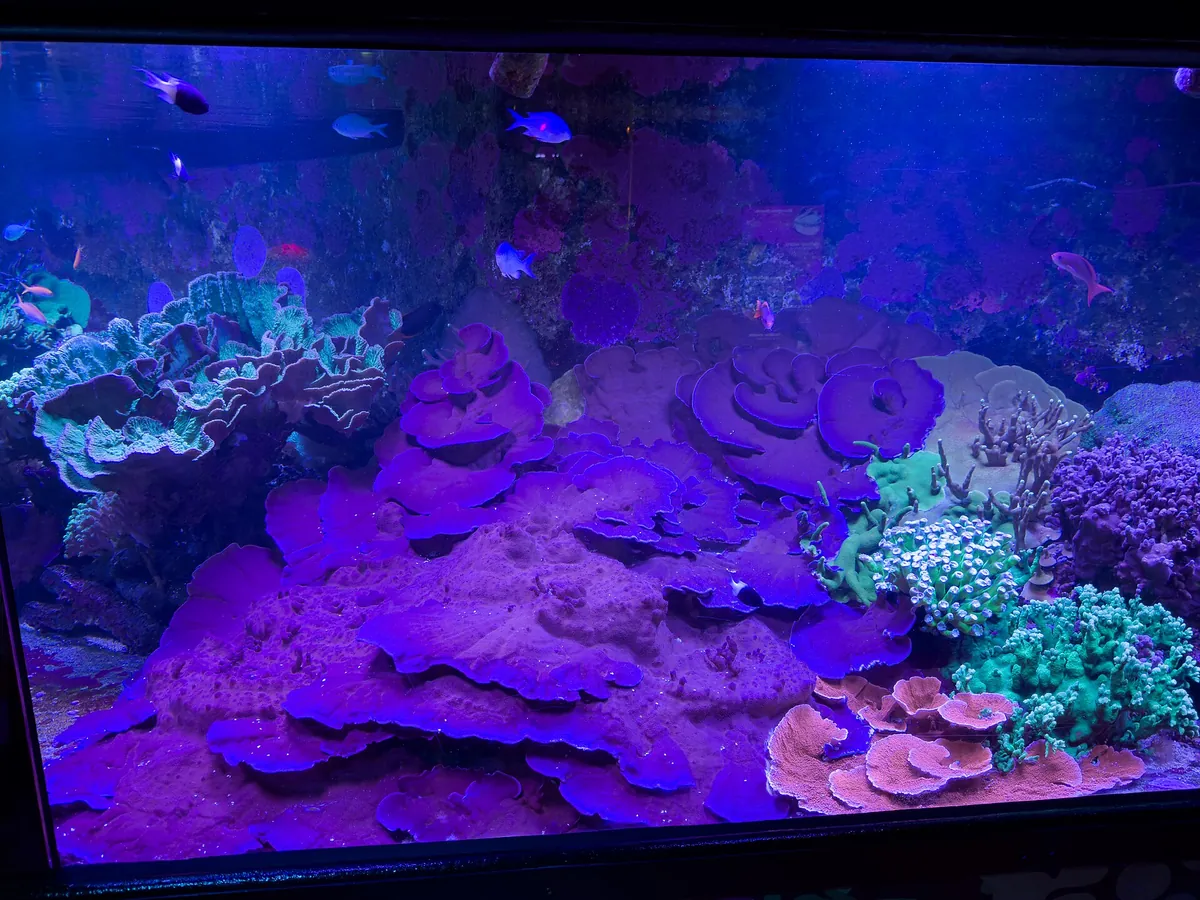 Sea Life London Aquarium