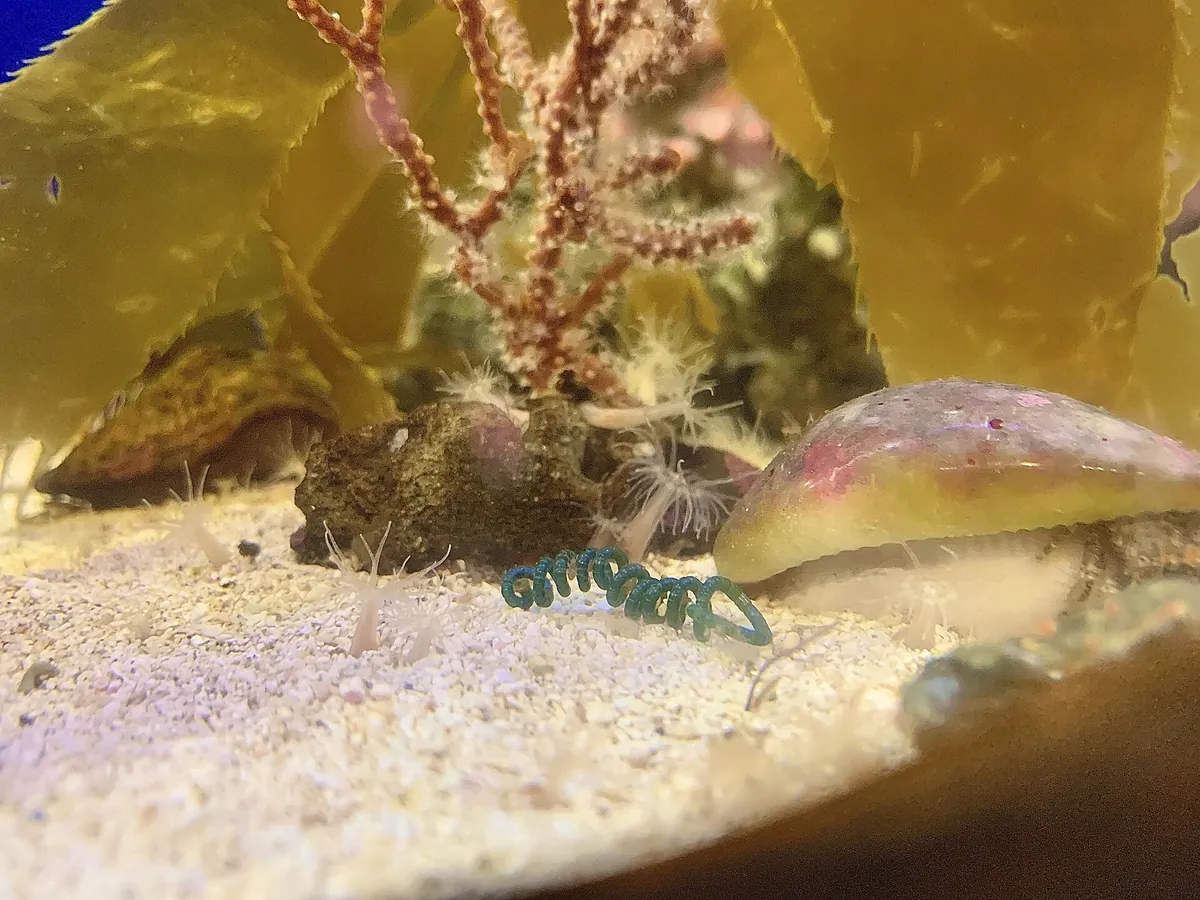 Birch Aquarium at Scripps
