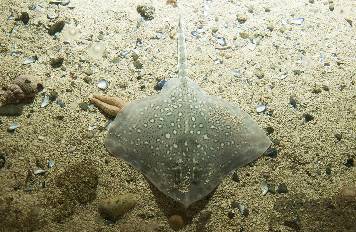 Galway Atlantaquaria