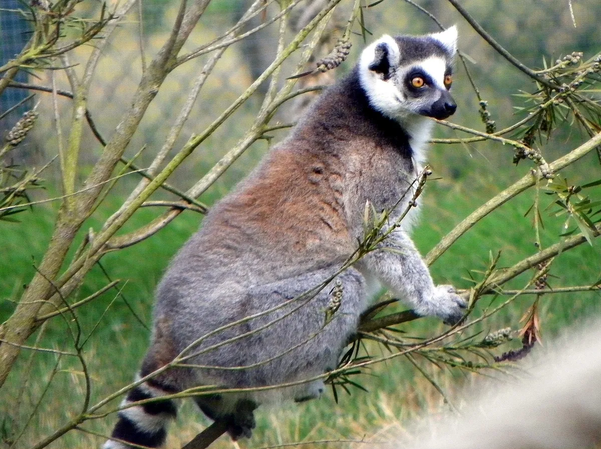 Golders Hill Park Zoo