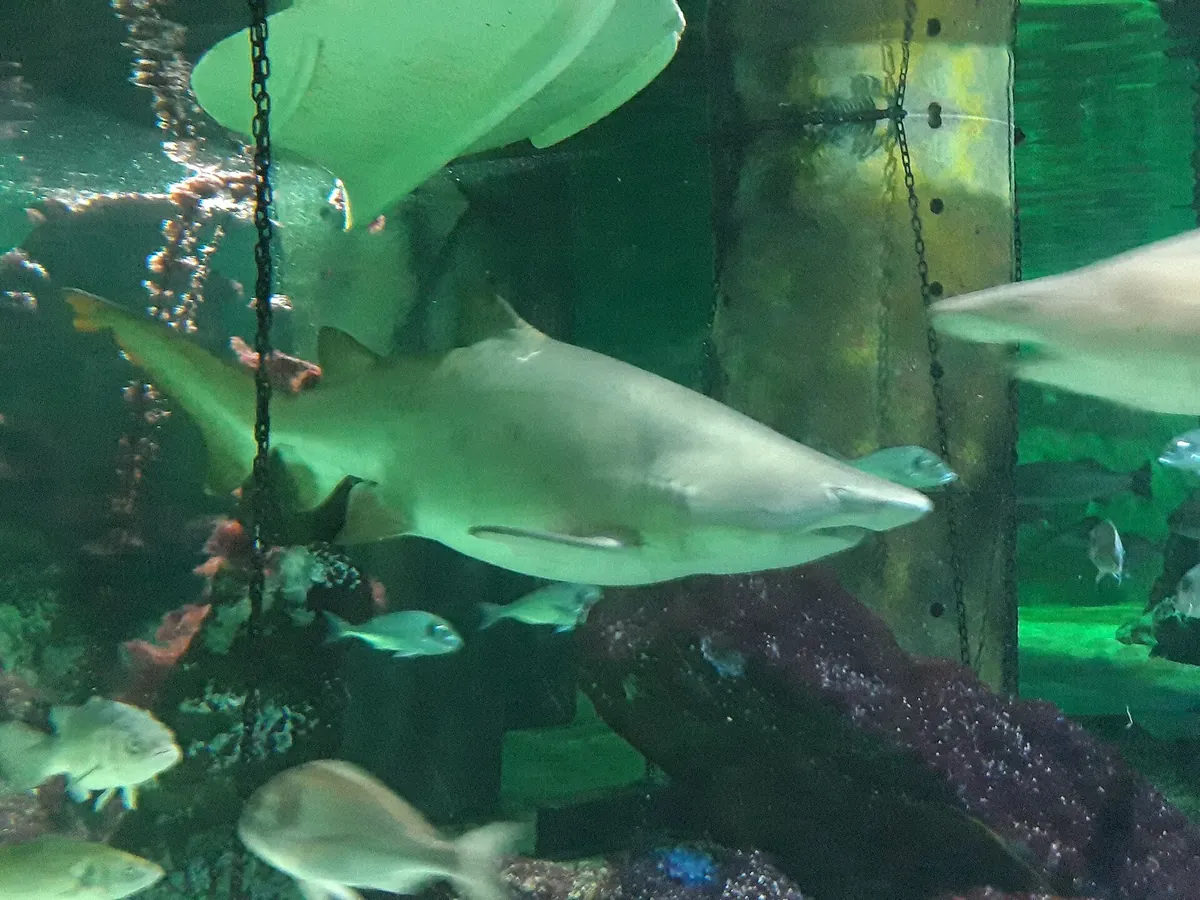 Aquarium of Cattolica
