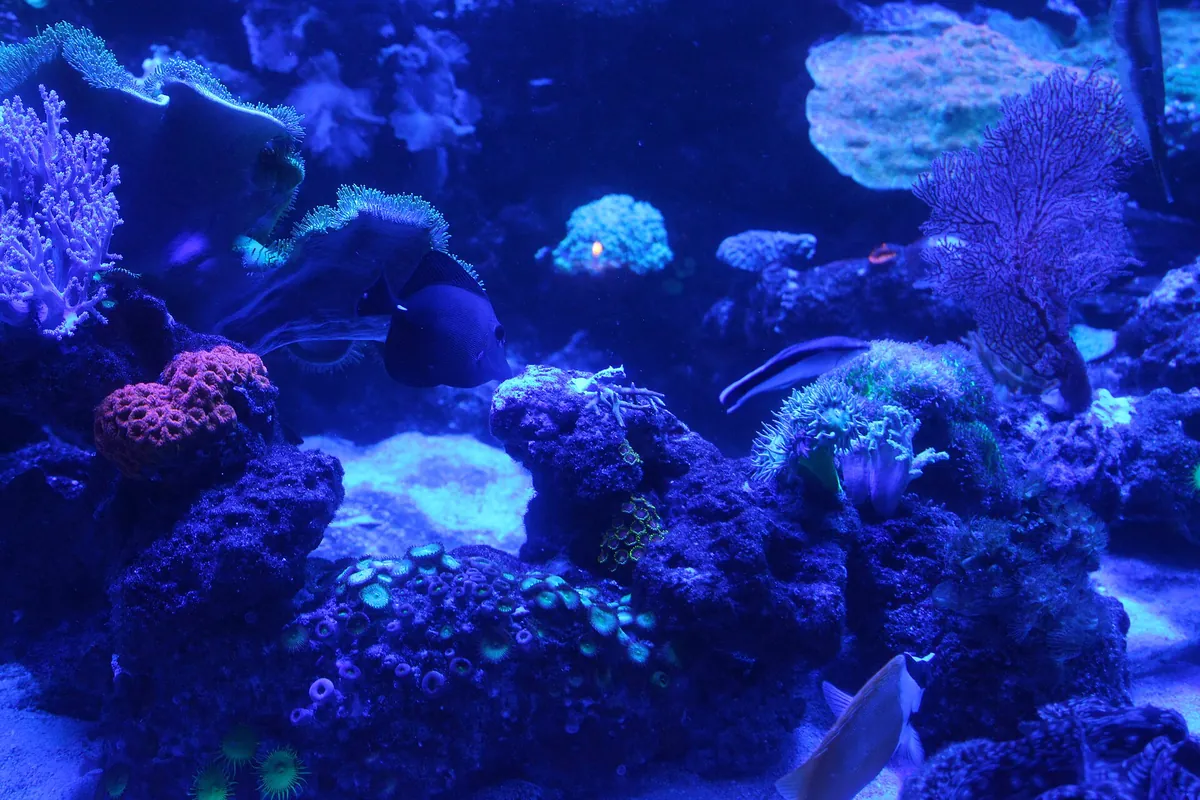 Two Oceans Aquarium
