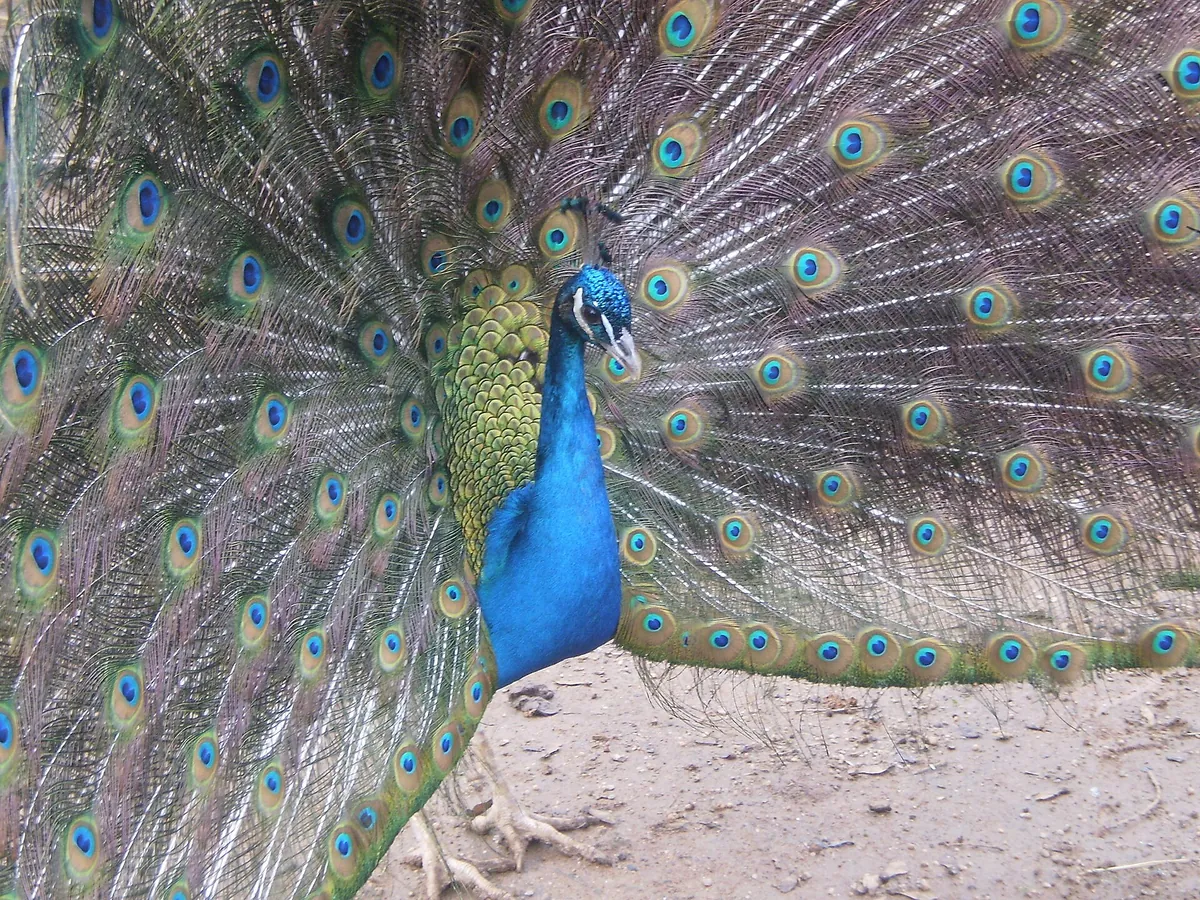 Zoológico de Concepción