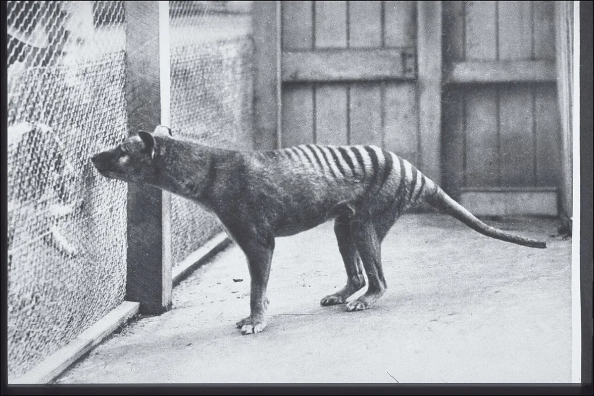 Hobart Zoo