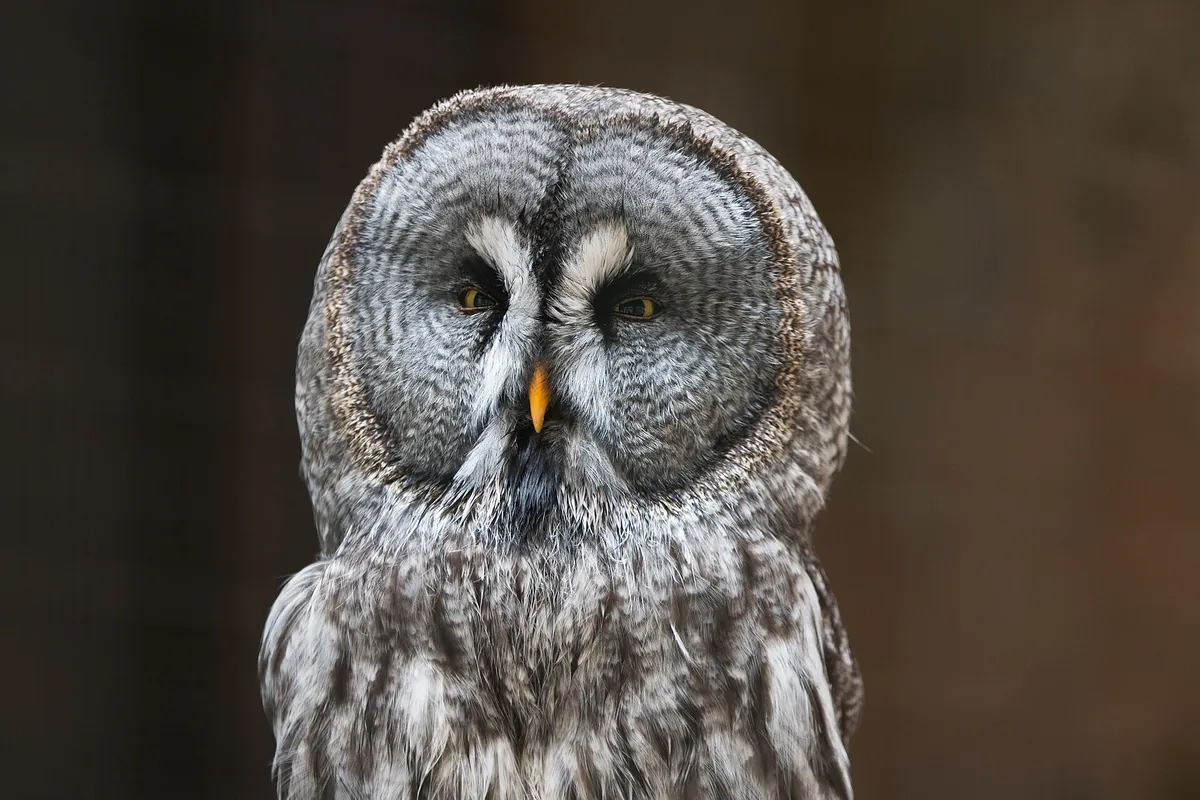 Adler- und Wolfspark Kasselburg