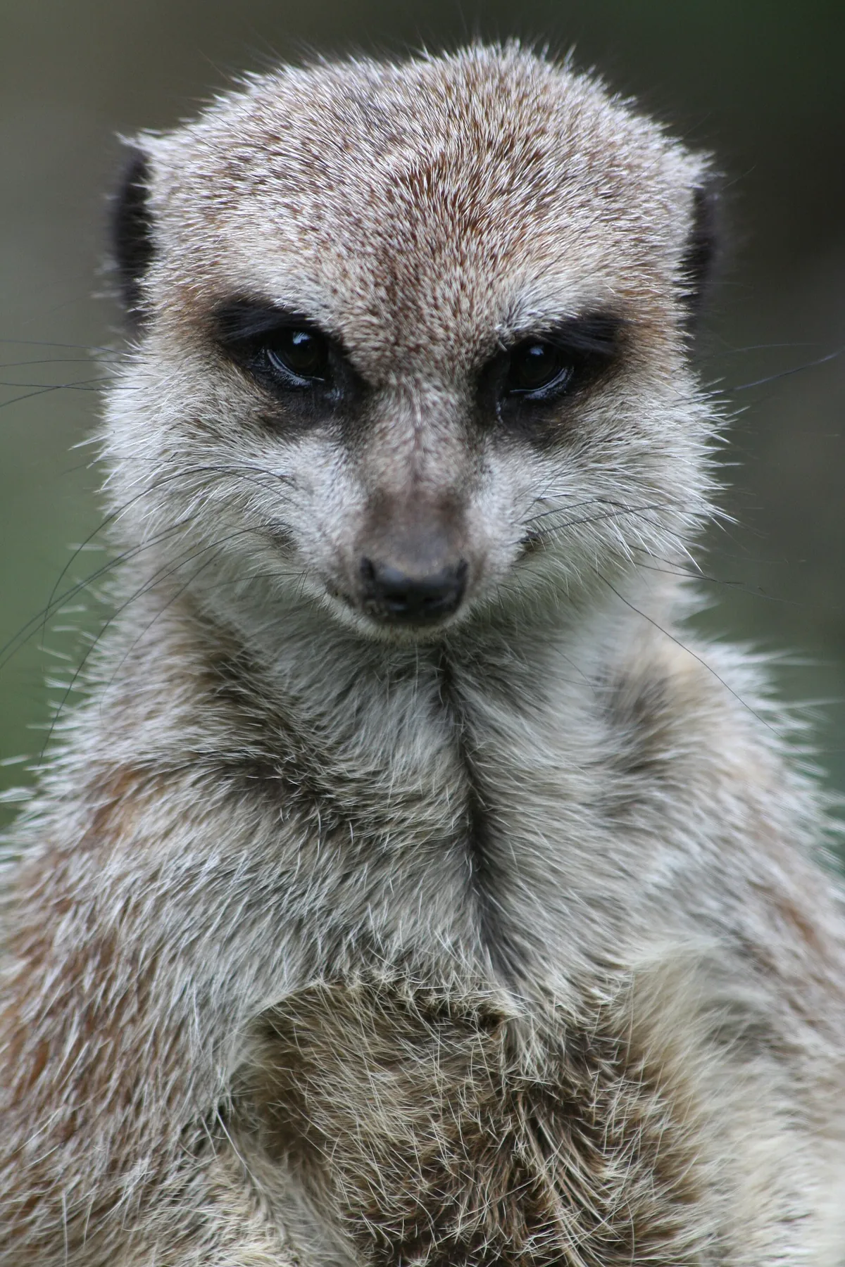 Dierenpark De Oliemeulen