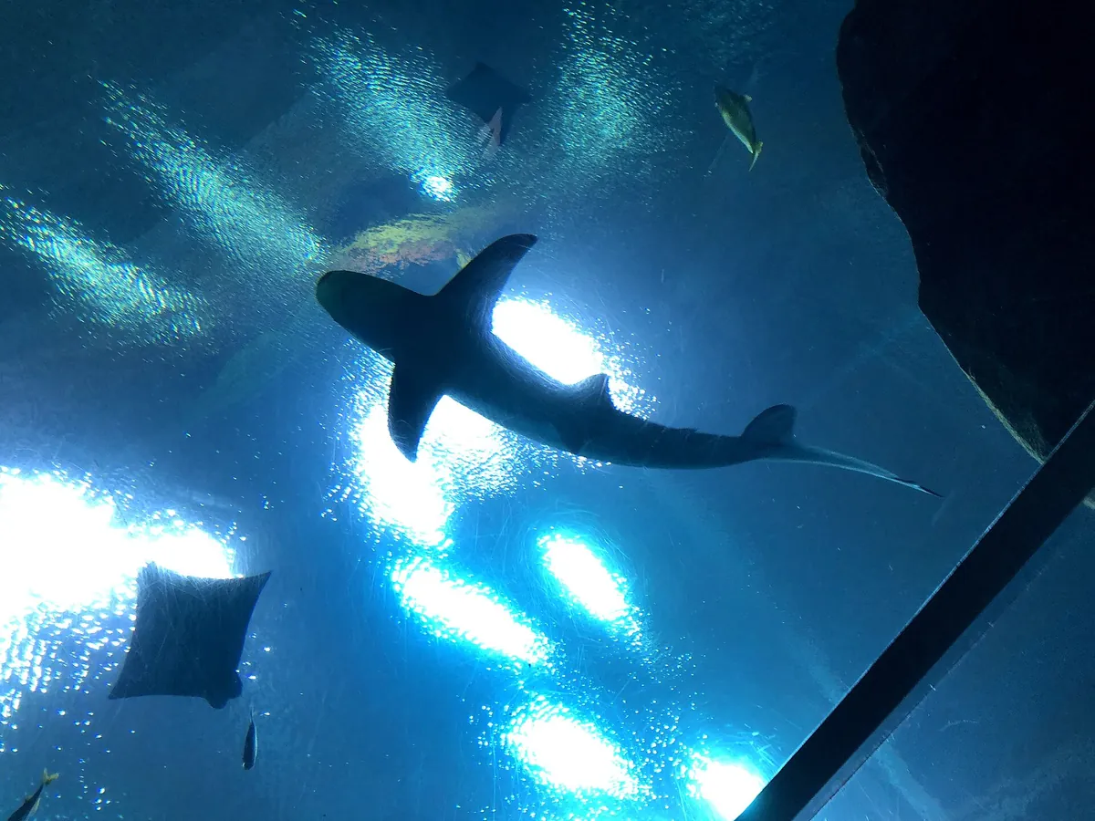 Georgia Aquarium