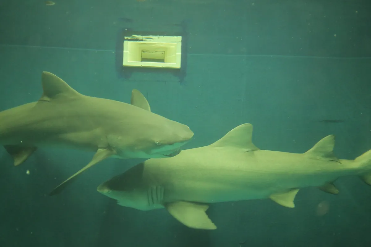 National Marine Aquarium