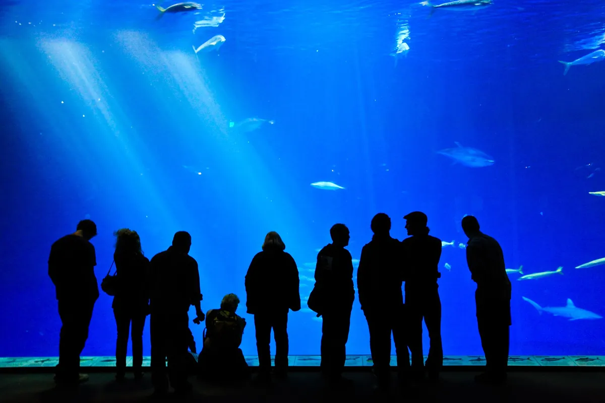 Monterey Bay Aquarium