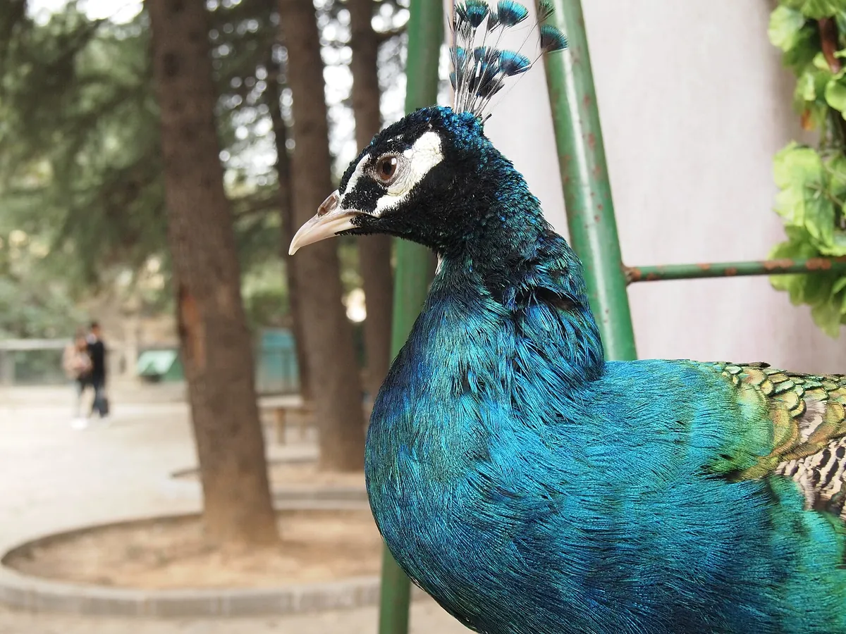 Nanjing Hongshan Forest Zoo