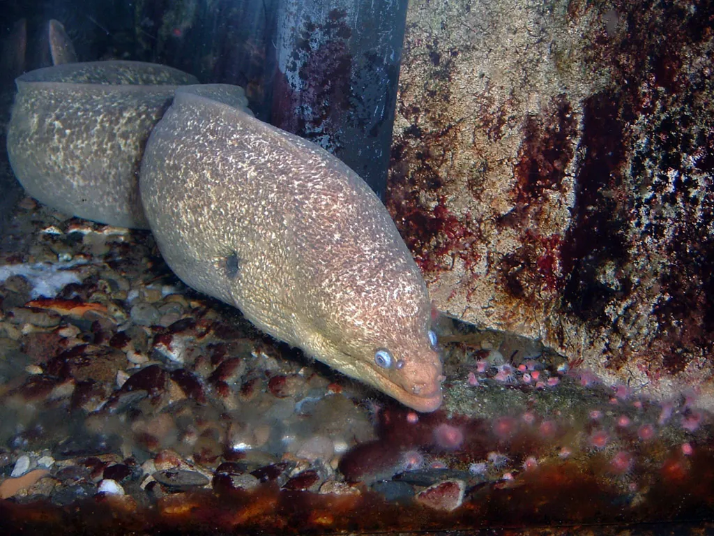 Heal the Bay Aquarium