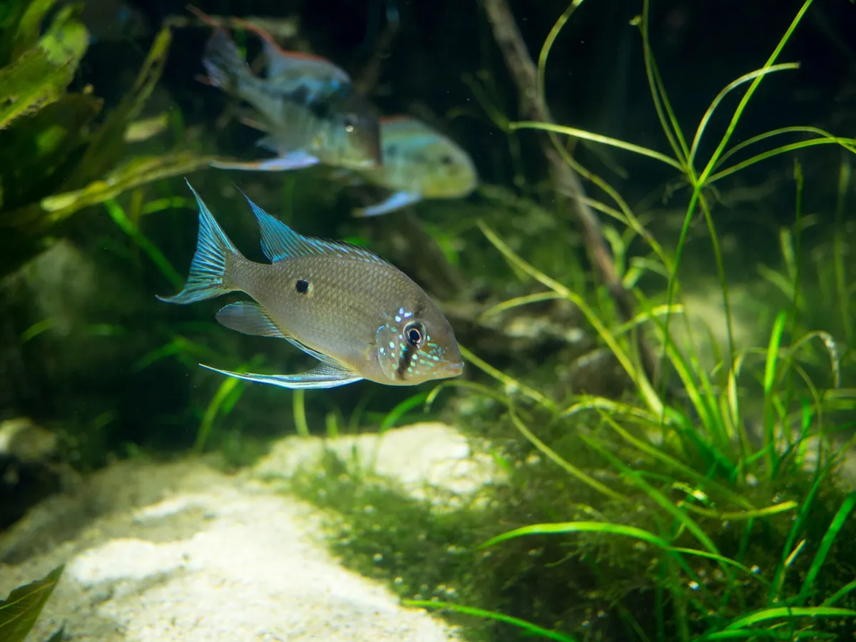 Newport Aquarium