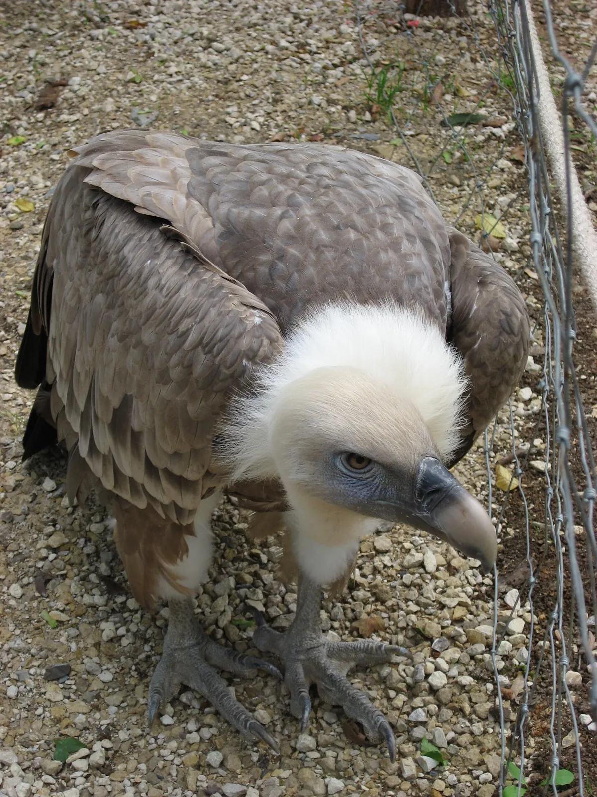Zoodyssée