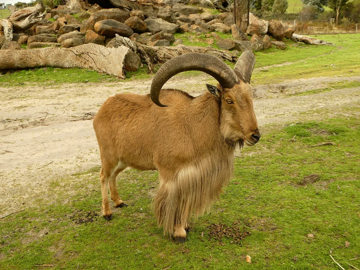 Halls Gap Zoo