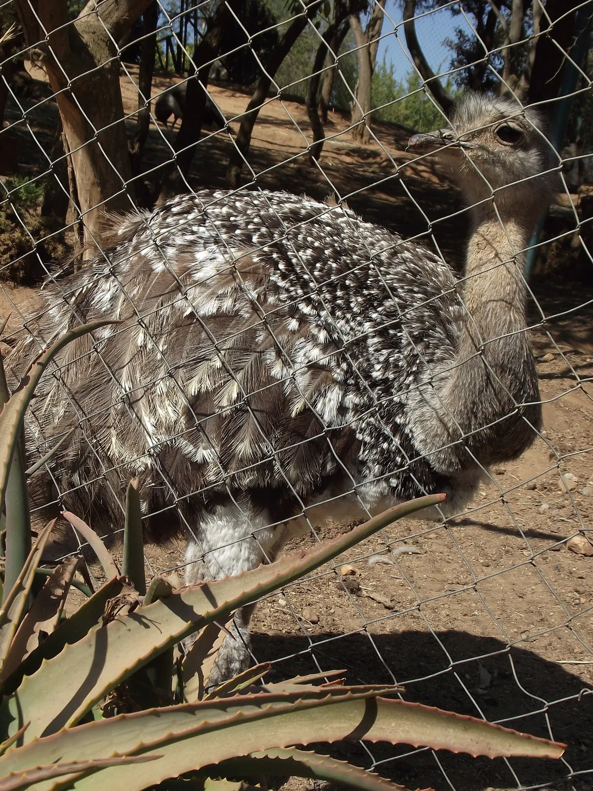 Zoológico de Quilpué